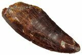 Serrated Carcharodontosaurus Tooth - Real Dinosaur Tooth #341106-1